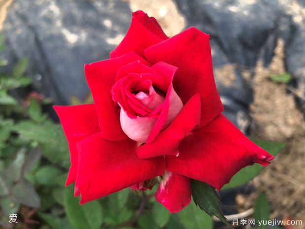 可能是***好用的玫瑰養(yǎng)護(hù)知識(圖3)