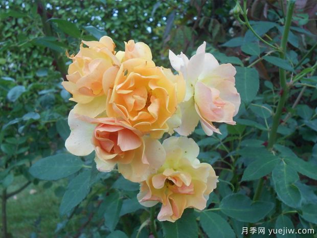 藤本快樂(lè)舞蹈月季(圖1)