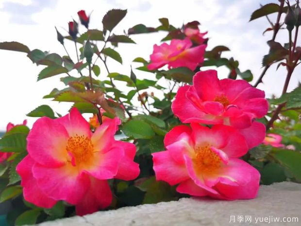 杭州高架月季盛開，200萬株月季花裝扮空中花廊(圖3)