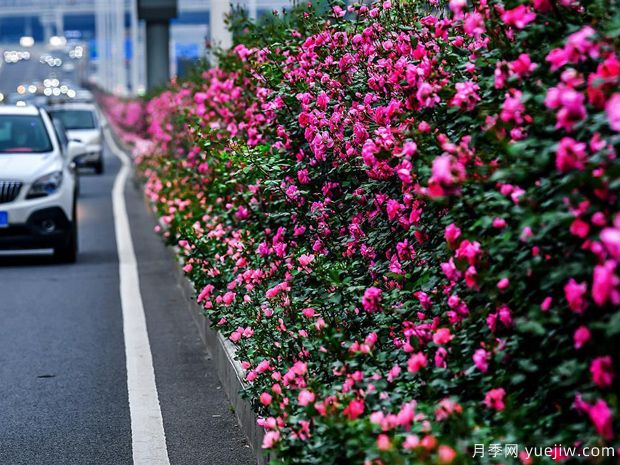 湖北武漢二環(huán)月季開放，48公里全線成景觀花海大道(圖1)