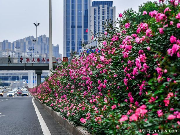 湖北武漢二環(huán)月季開放，48公里全線成景觀花海大道(圖3)