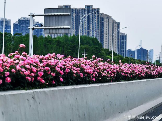 湖北武漢二環(huán)月季開放，48公里全線成景觀花海大道(圖4)