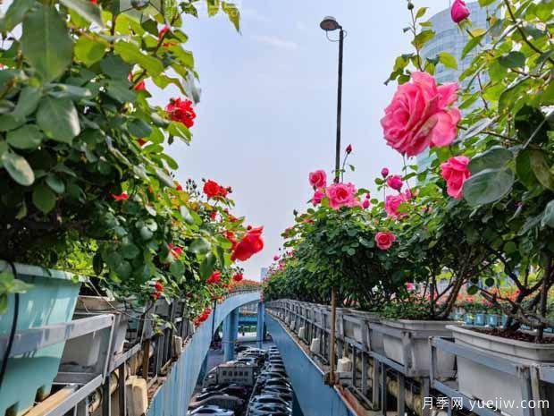 1.2萬株月季盛開，南昌八一橋景觀花廊擁抱春景(圖1)