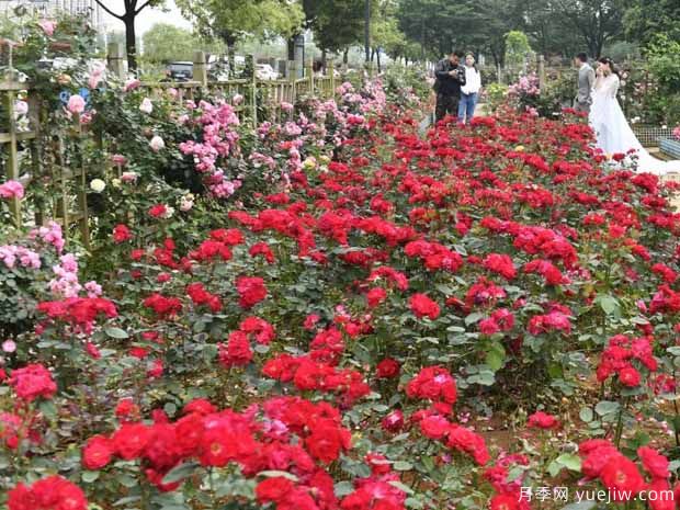 南昌月季市花文化和景觀圖集(圖1)
