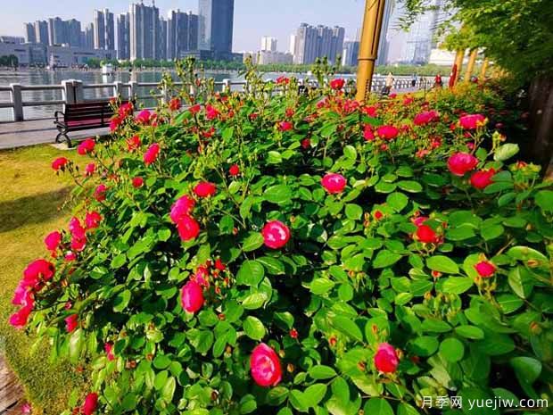 洛陽(yáng)月季應(yīng)用和景觀圖集(圖3)