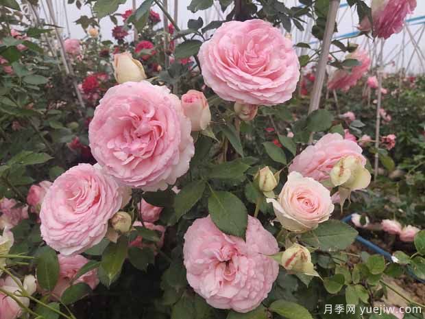 推薦3種藤本月季，打造絕美花墻，長勢好花量大(圖1)