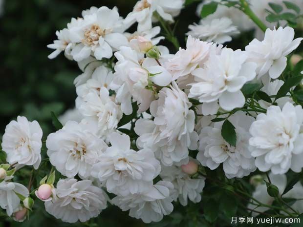推薦4款適合室內(nèi)養(yǎng)的月季，勤花易打理(圖3)