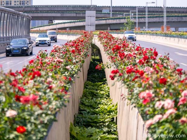 鄭州月季花路，生態(tài)廊道彩繪綠都花季(圖1)