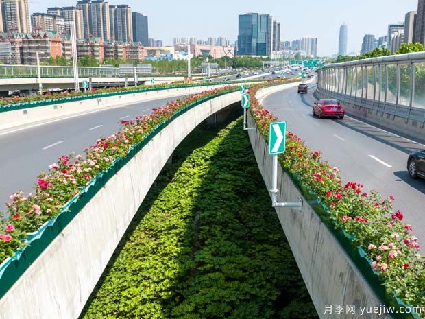 鄭州月季花路，生態(tài)廊道彩繪綠都花季(圖2)