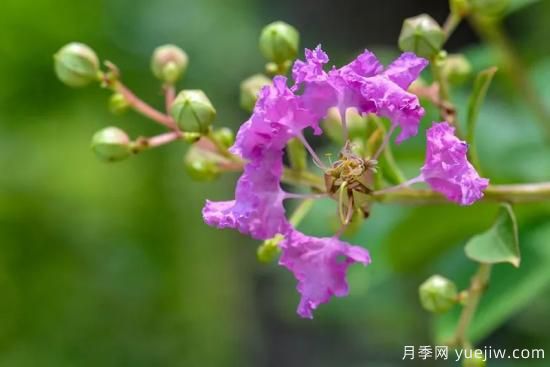 植物專類園帶火的苗木有哪些，月季園火了(圖3)