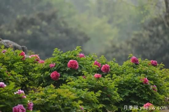 植物專類園帶火的苗木有哪些，月季園火了(圖2)