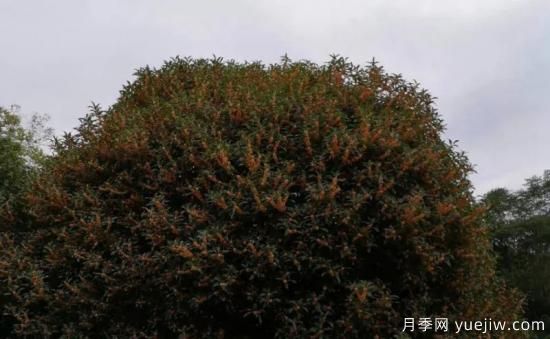 植物專類園帶火的苗木有哪些，月季園火了(圖8)