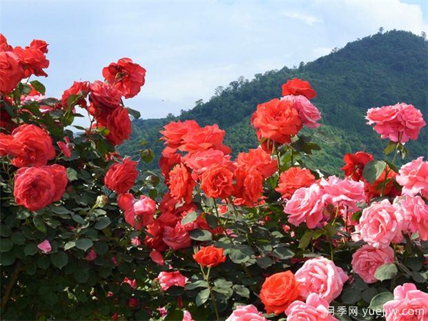 南陽市月季國家林木種質(zhì)資源庫成立，打造南陽月季甲天下(圖1)