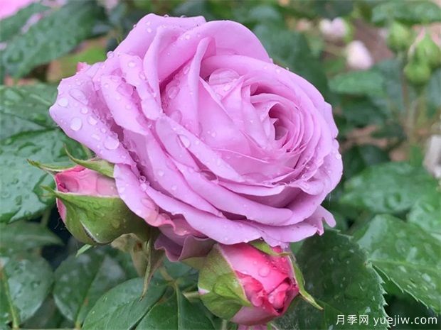 水星王陽(yáng)臺(tái)月季(圖1)
