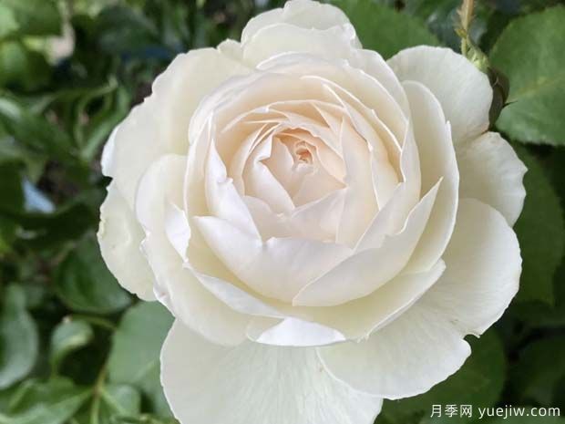 天鵝古董月季的優(yōu)缺點(diǎn)是什么？(圖1)