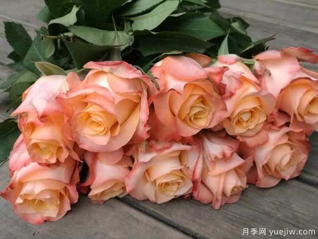 油畫(huà)蒙娜麗莎月季(圖2)