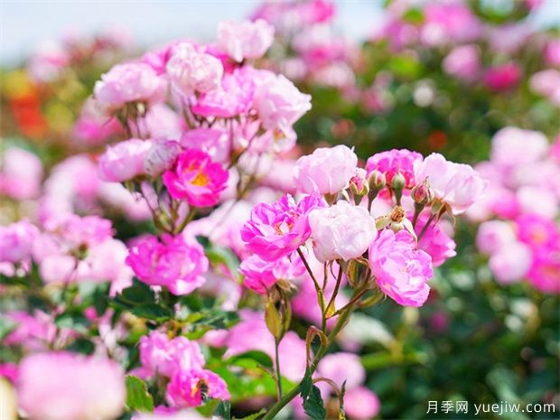 到冬天是否可以插桿月季花嗎？(圖1)