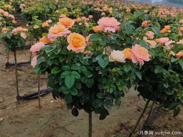 月季夏天澆水的正確方式是什么？(圖1)