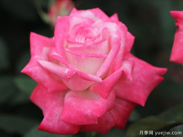 阿爾推斯75月季的優(yōu)缺點是什么？(圖1)