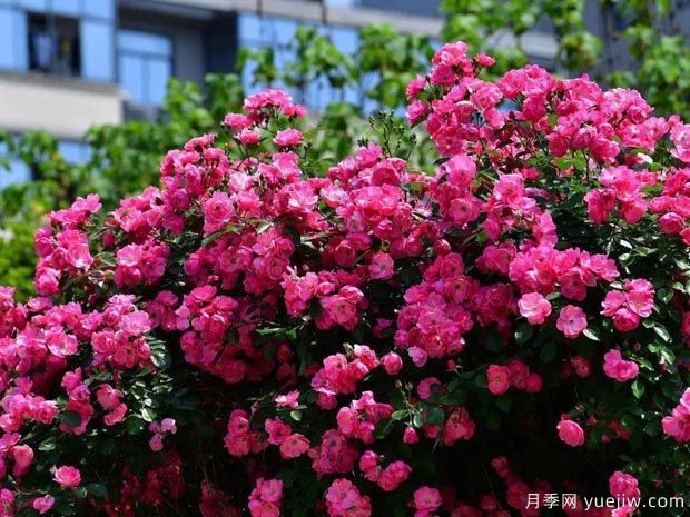 武漢新增多條絕美月季花道，江城處處花海景觀(圖1)