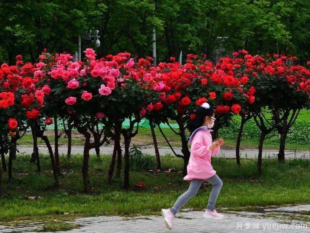 武漢新增多條絕美月季花道，江城處處花海景觀(圖2)