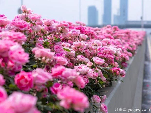 武漢新增多條絕美月季花道，江城處處花海景觀(圖3)