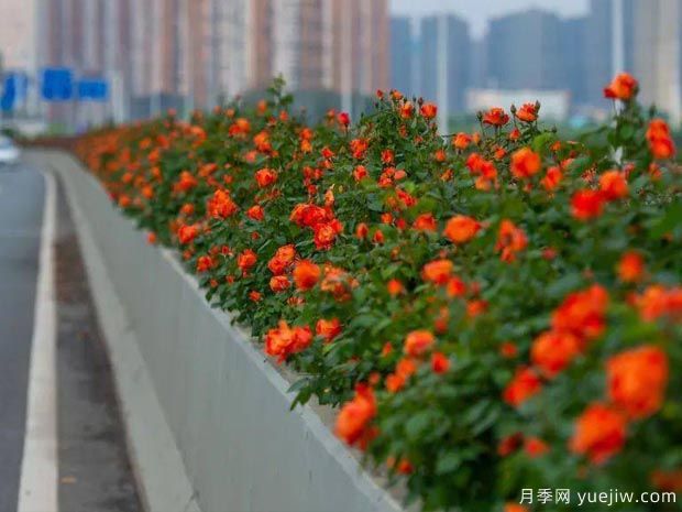 武漢新增多條絕美月季花道，江城處處花海景觀(圖4)