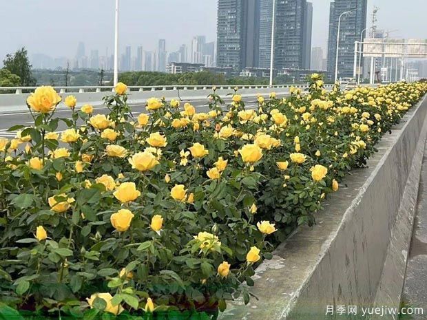武漢新增多條絕美月季花道，江城處處花海景觀(圖5)