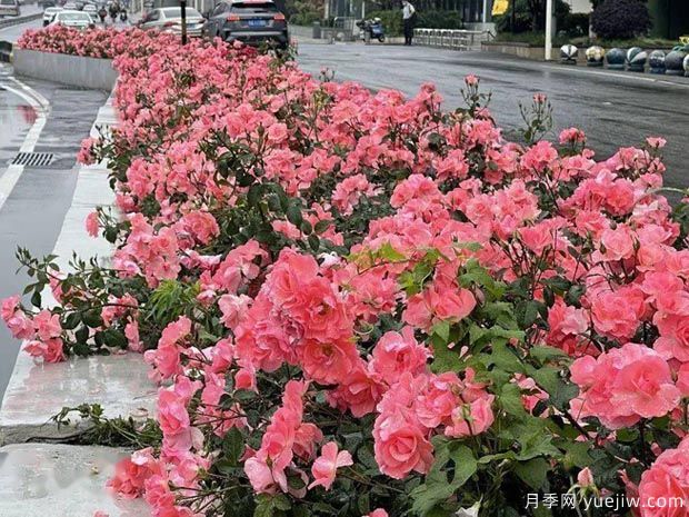 武漢新增多條絕美月季花道，江城處處花海景觀(圖6)