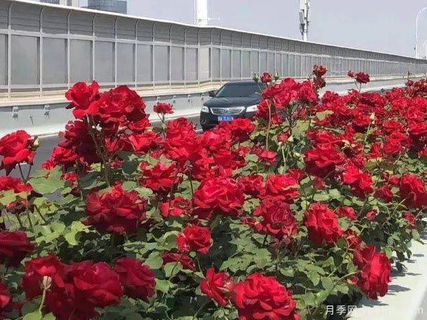 武漢新增多條絕美月季花道，江城處處花海景觀(圖7)