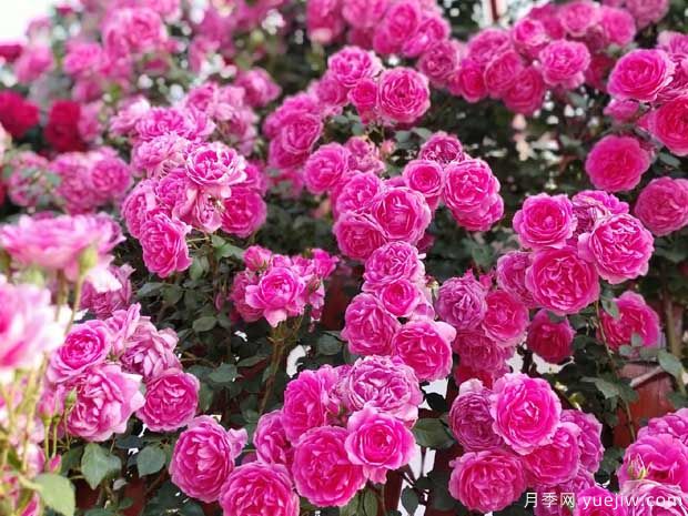 武漢新增多條絕美月季花道，江城處處花海景觀(圖8)