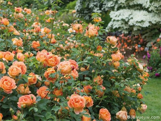 武漢新增多條絕美月季花道，江城處處花海景觀(圖9)