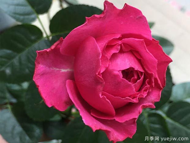 伊芙日出月季介紹和優(yōu)缺點(diǎn)(圖1)