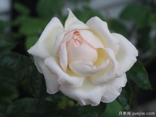 大名鼎鼎的伊芙系列，僅憑香氣就聞名月季界(圖3)