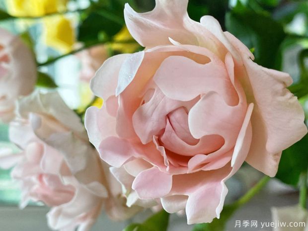 ?？麑殞氃录?蘇芬月季(圖1)