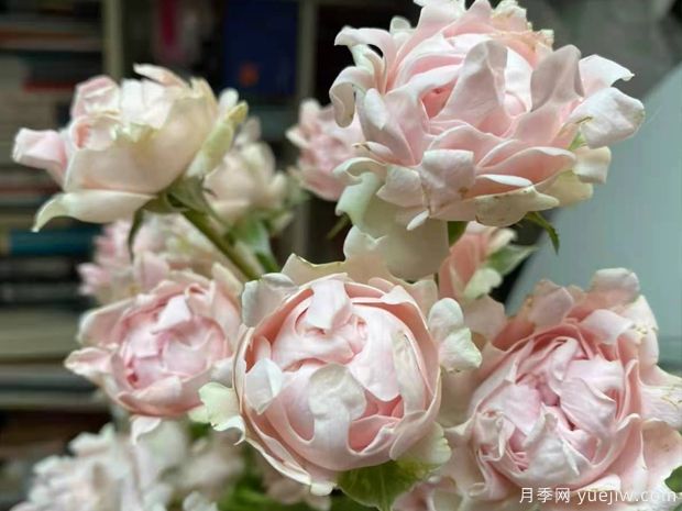 ?？麑殞氃录?蘇芬月季(圖4)