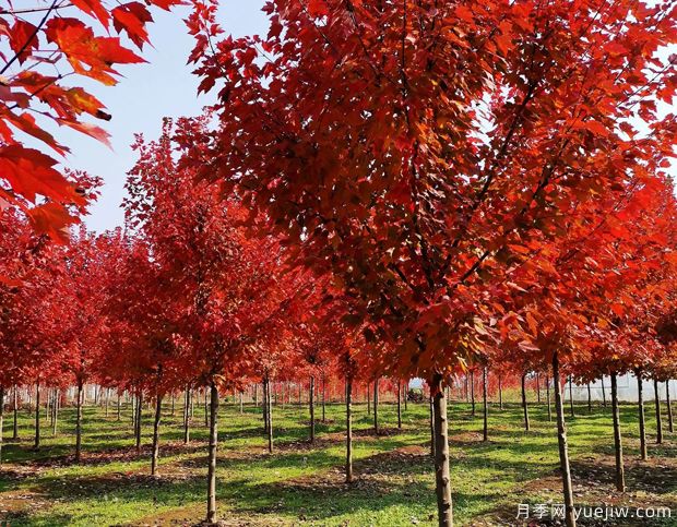 美國(guó)紅楓和日本紅楓的區(qū)別？哪個(gè)好？(圖1)