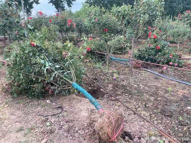 什么苗苗木要帶土球？什么花苗不用帶土球？(圖1)