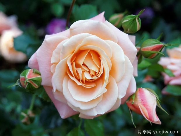 美國月季協(xié)會(huì)ARS月季育種者名人堂成立(圖1)