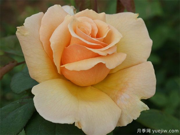 大獎(jiǎng)?wù)略录?圖1) 大獎(jiǎng)?wù)略录?圖1)
