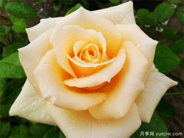 昆明斗南市場(chǎng)熱銷(xiāo)的十大切花玫瑰有哪些？(圖1)