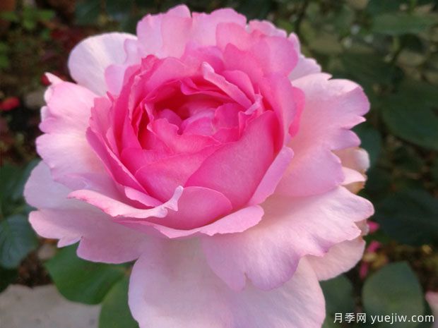 大名鼎鼎的伊芙系列，僅憑香氣就聞名月季界(圖2)