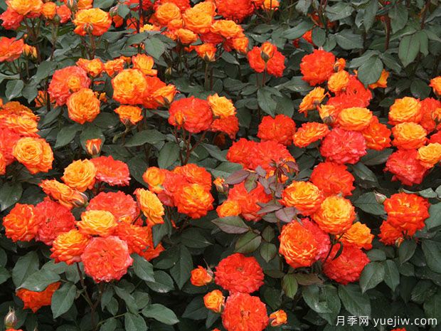 推薦8款豐花月季品種介紹，花滿枝頭，園林應(yīng)用花量多(圖6)
