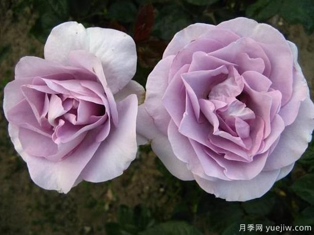 藍(lán)寶石月季/紫香(科德斯)(圖4)