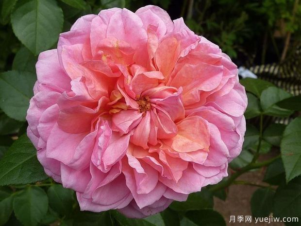 英國皮特月季，品種匯集(圖1)