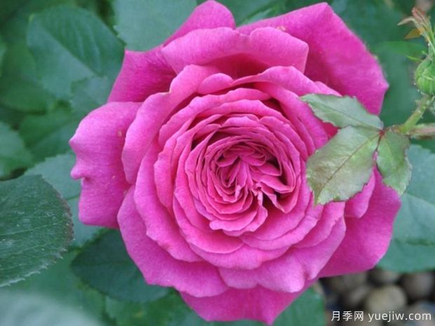 洛麗塔月季的優(yōu)缺點(diǎn)是什么？(圖1)
