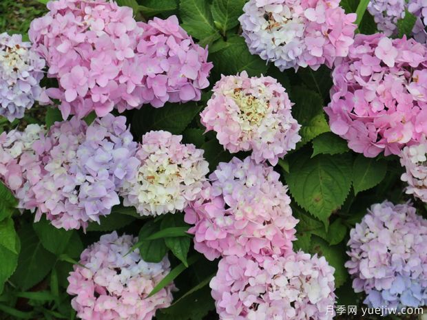 不同品種的繡球開花后如何修剪？(圖1)