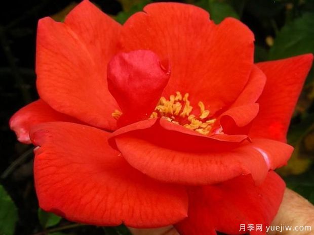 橘紅潮月季/桔紅潮月季(美國)(圖2)