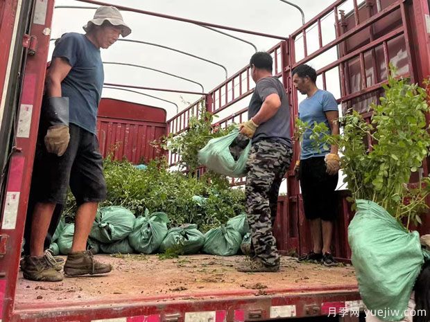安吉拉月季盆栽苗，60厘米高基地發(fā)貨(圖3)