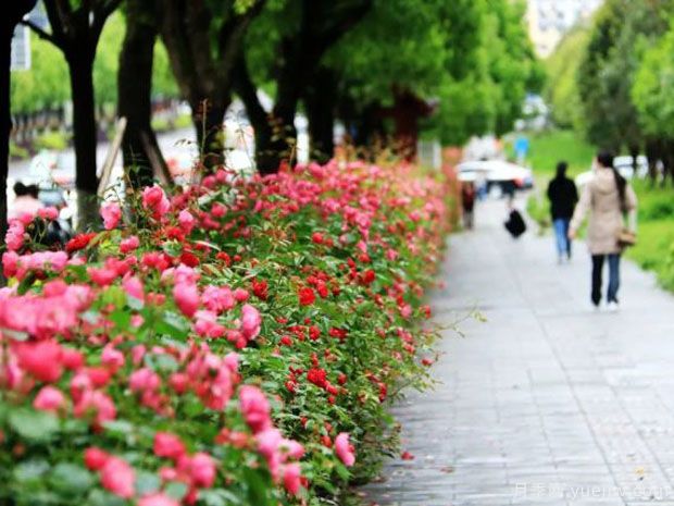 恩施月季市花文化和景觀圖集(圖1)
